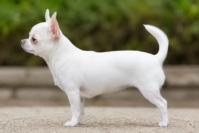 Chihuahua — white coat