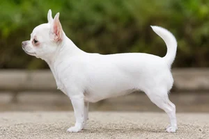 Chihuahua — white coat