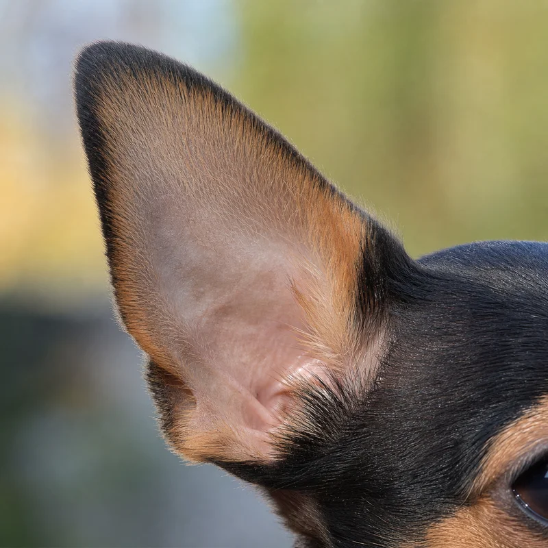 Chihuahua — ears