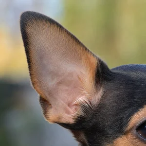 Chihuahua — ears