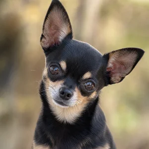 Chihuahua — alert