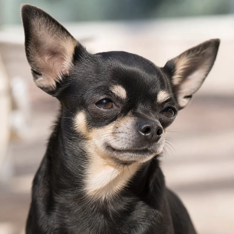 Chihuahua — relaxed