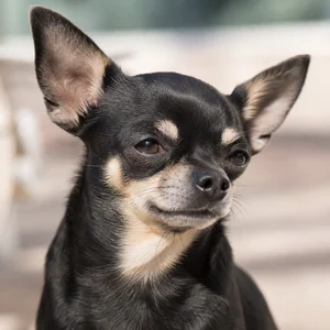 Chihuahua — relaxed