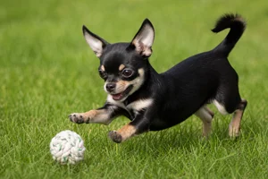 Chihuahua — playing