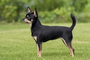 Chihuahua dog