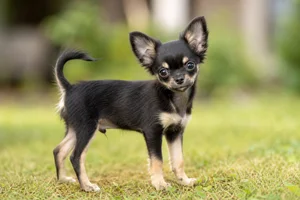 Chihuahua — puppy (~4 mo)