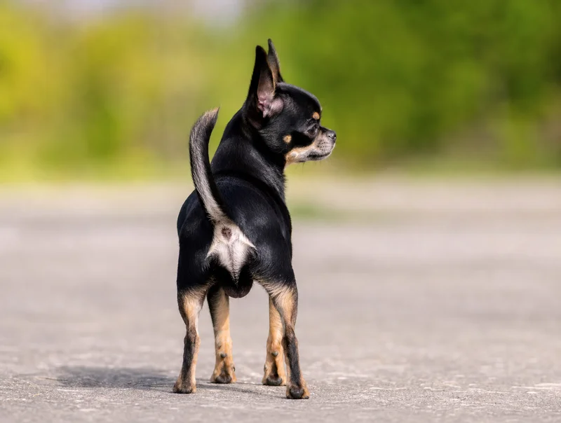 Chihuahua — rear