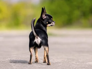 Chihuahua — rear