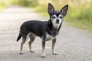 Chihuahua — senior