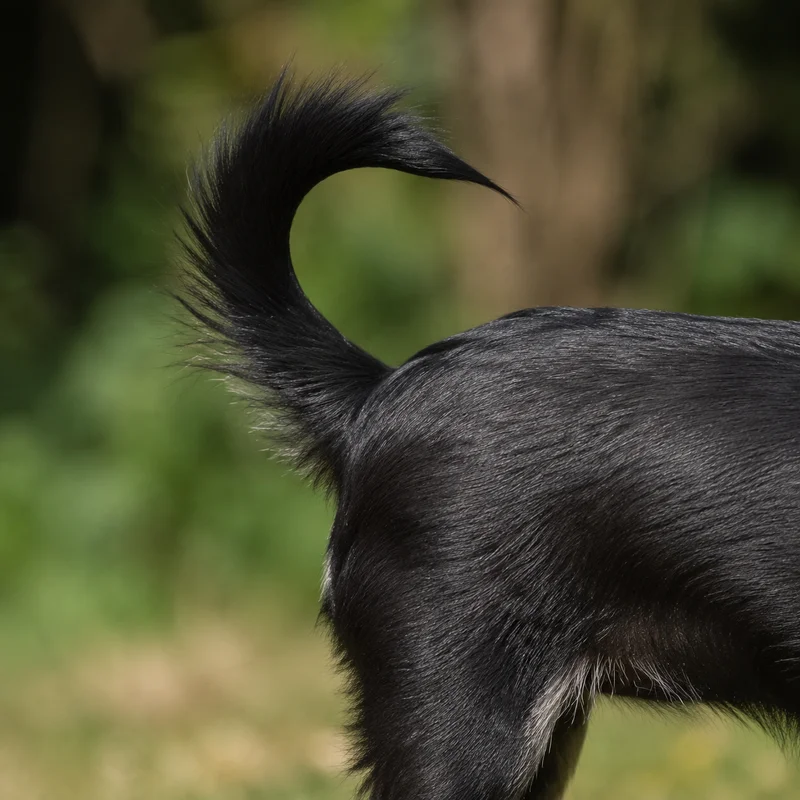 Chihuahua — tail