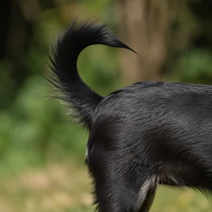 Chihuahua — tail