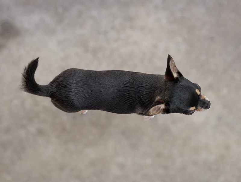 Chihuahua — top
