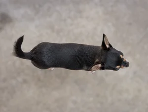 Chihuahua — top