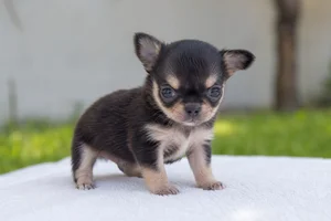 Chihuahua — young puppy (~1 mo)
