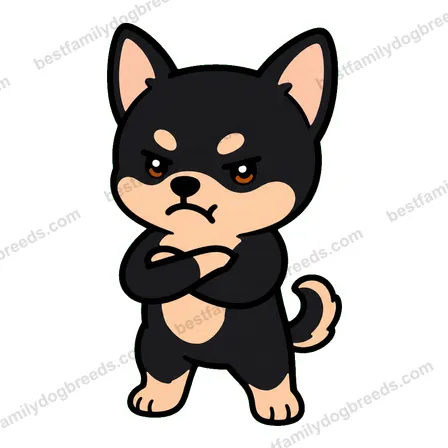 Chihuahua sticker 7