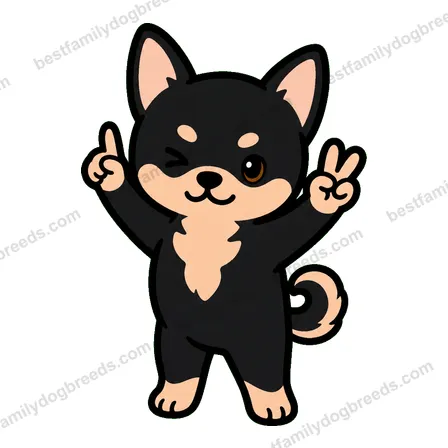Chihuahua sticker 12