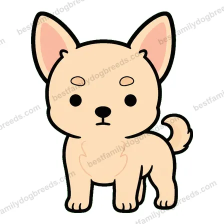 Chihuahua dog staring meme sticker
