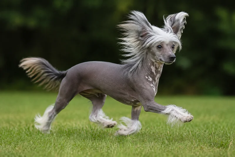 Chinese Crested — running