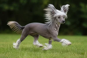 Chinese Crested — running