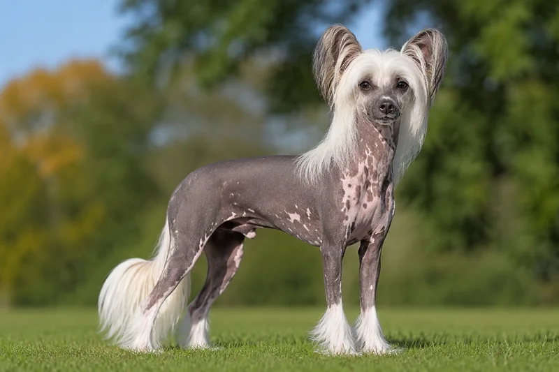 Chinese Crested — adult