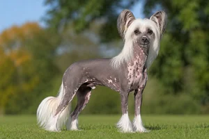 Chinese Crested — adult