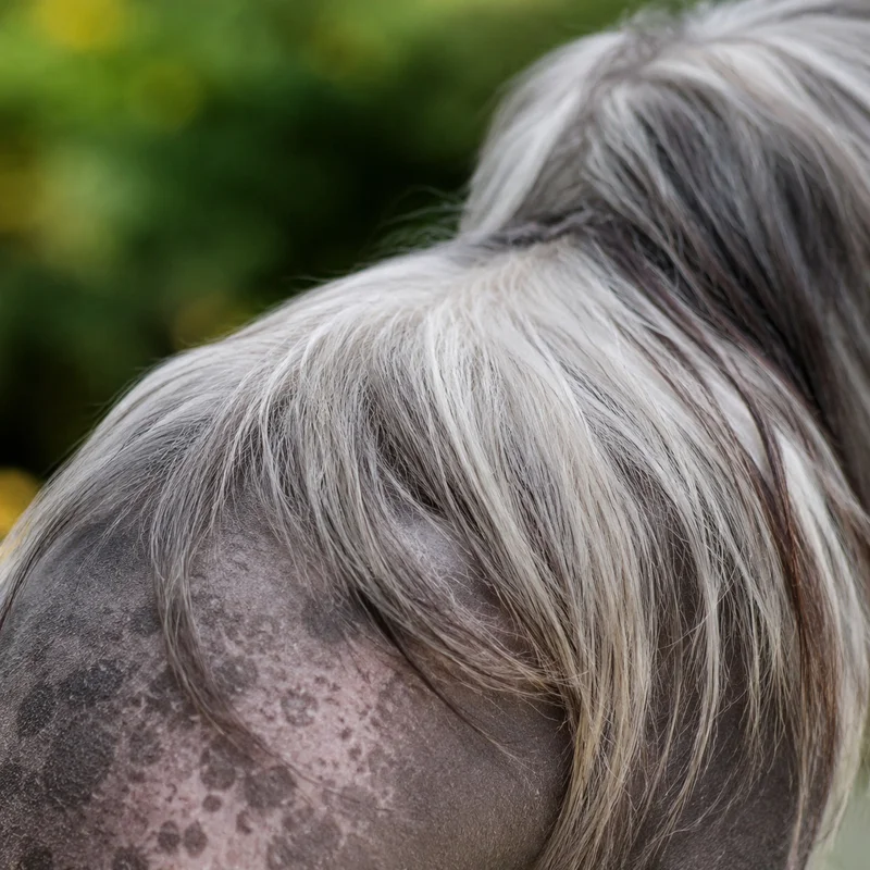 Chinese Crested — coat texture