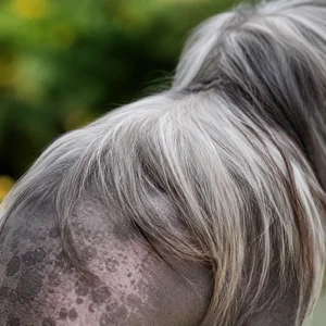 Chinese Crested — coat texture