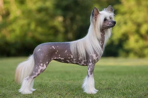 Chinese Crested — Any color or combination coat