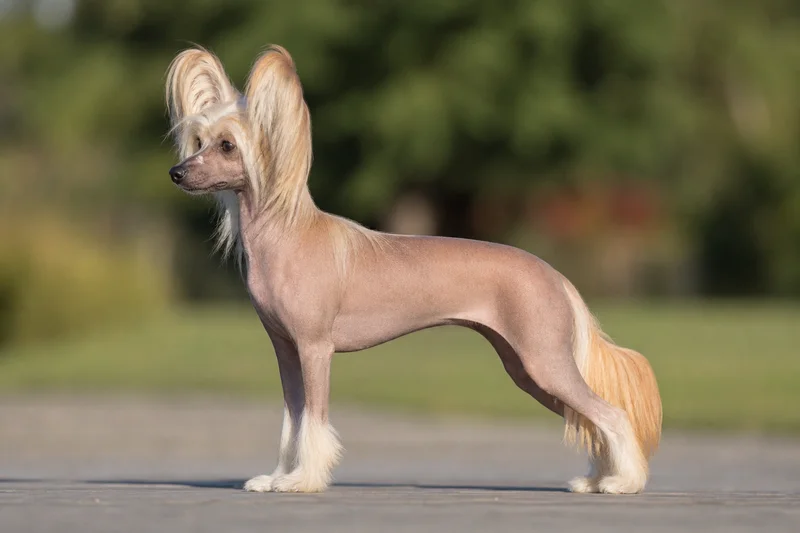 Chinese Crested — apricot coat