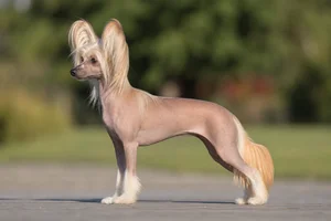 Chinese Crested — apricot coat