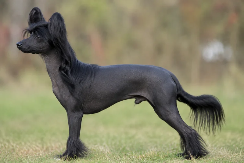 Chinese Crested — black coat