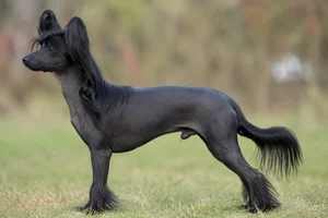 Chinese Crested — black coat
