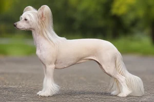Chinese Crested — cream coat