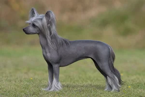 Chinese Crested — gray coat