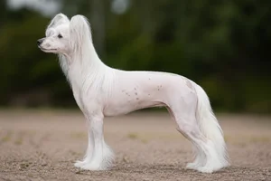 Chinese Crested — including white coat