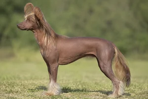 Chinese Crested — liver coat