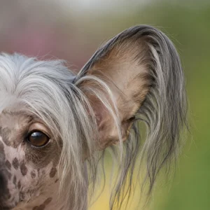 Chinese Crested — ears