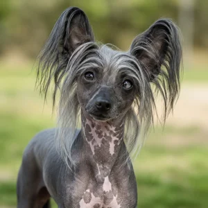 Chinese Crested — alert