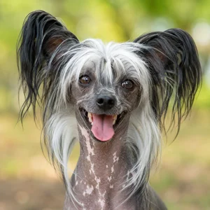 Chinese Crested — happy