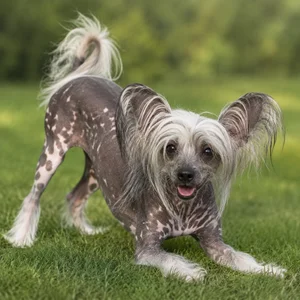 Chinese Crested — playful