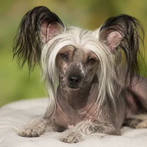 Chinese Crested — relaxed