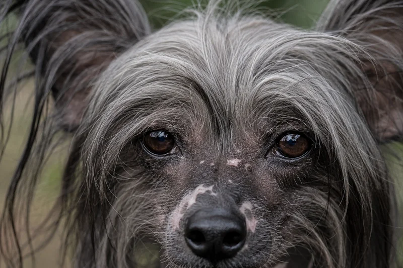Chinese Crested — eyes