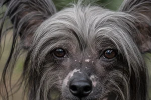 Chinese Crested — eyes