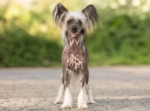 Chinese Crested — front