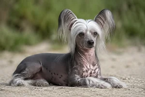 Chinese Crested — lying down