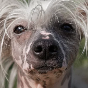 Chinese Crested — nose