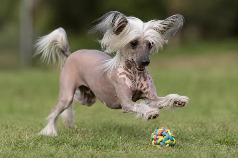 Chinese Crested — playing