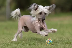 Chinese Crested — playing