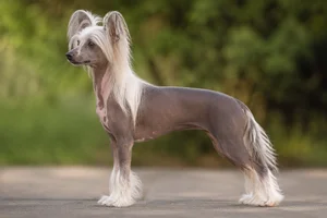 Chinese Crested dog