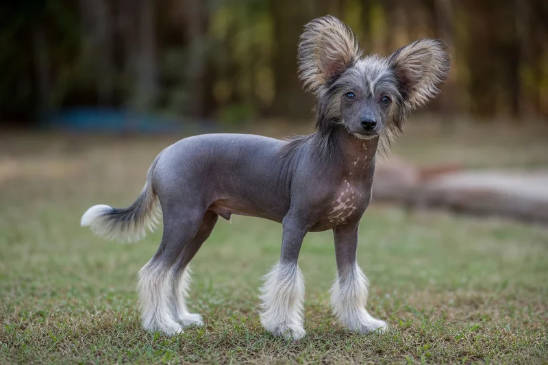 Chinese Crested — puppy (~4 mo)